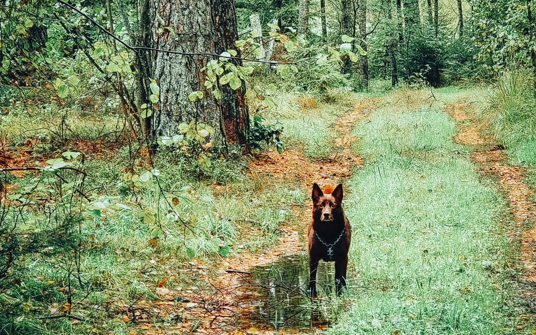 Rocket tar på selen (Detta inlägget kan du köpa med dina voffpoäng!)