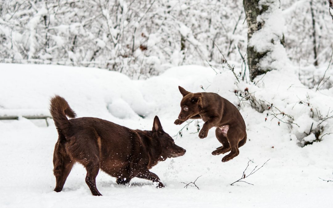 Hundtips för att klara vintern