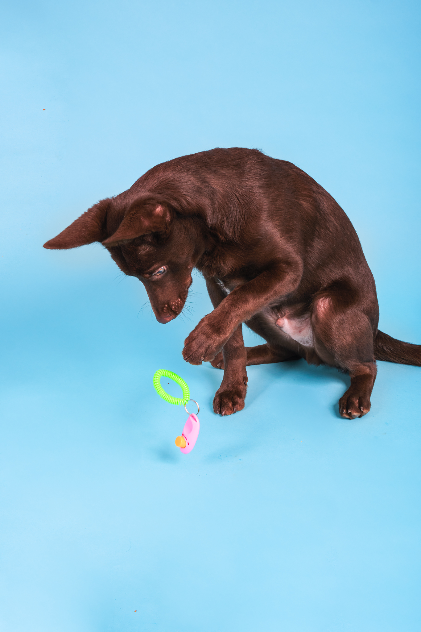Hund leker med en klicker