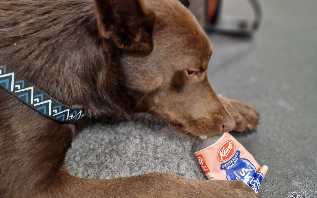 Störningskänslig hund?