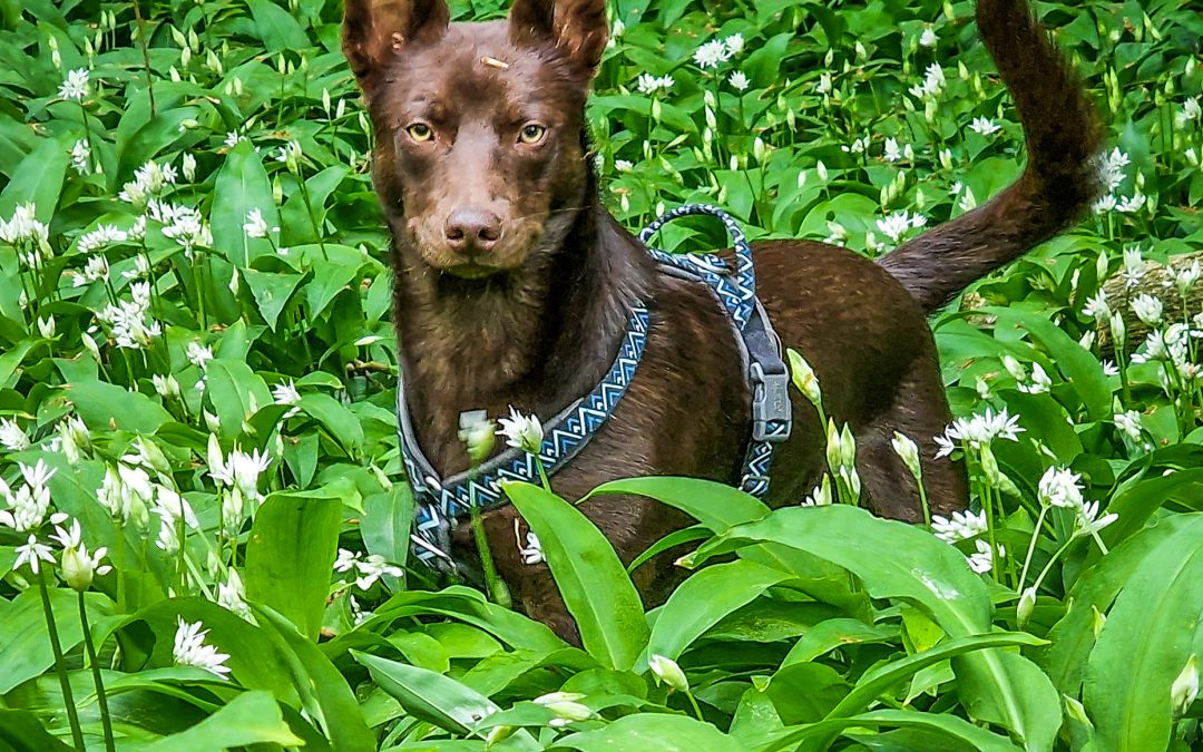 vad behöver en hundinstruktör kunna?