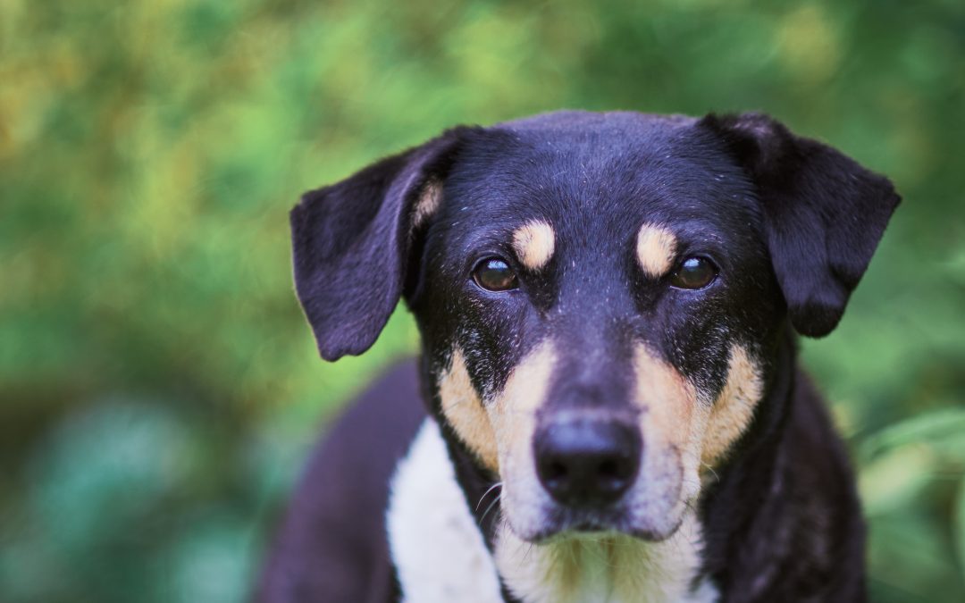 Lär du hunden vakta sina grejer?