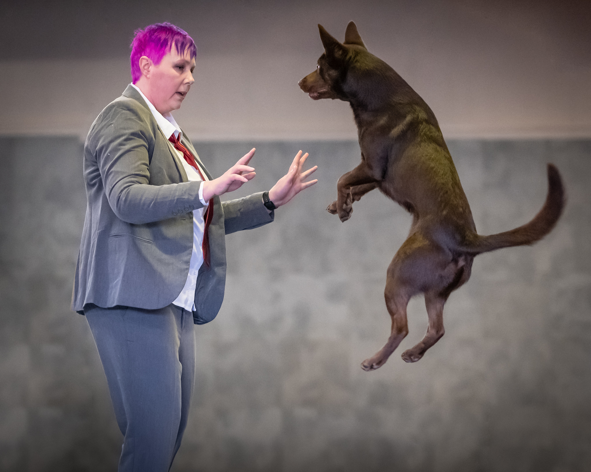 En hund hoppar högt i luften - för att den känner sig trygg och lekfull
