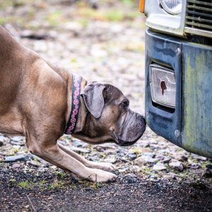 Nosework fortsättning, start 28/10