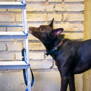 Minikurs Prova på nosework, 11/9 och 25/9