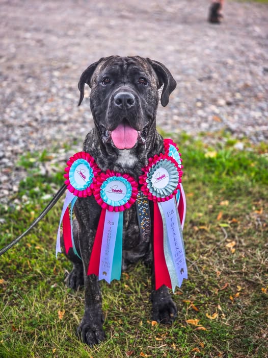 Cane corso sitter och tittar in i kameran, med fyra jättestora rosetter hängande i halsbandet